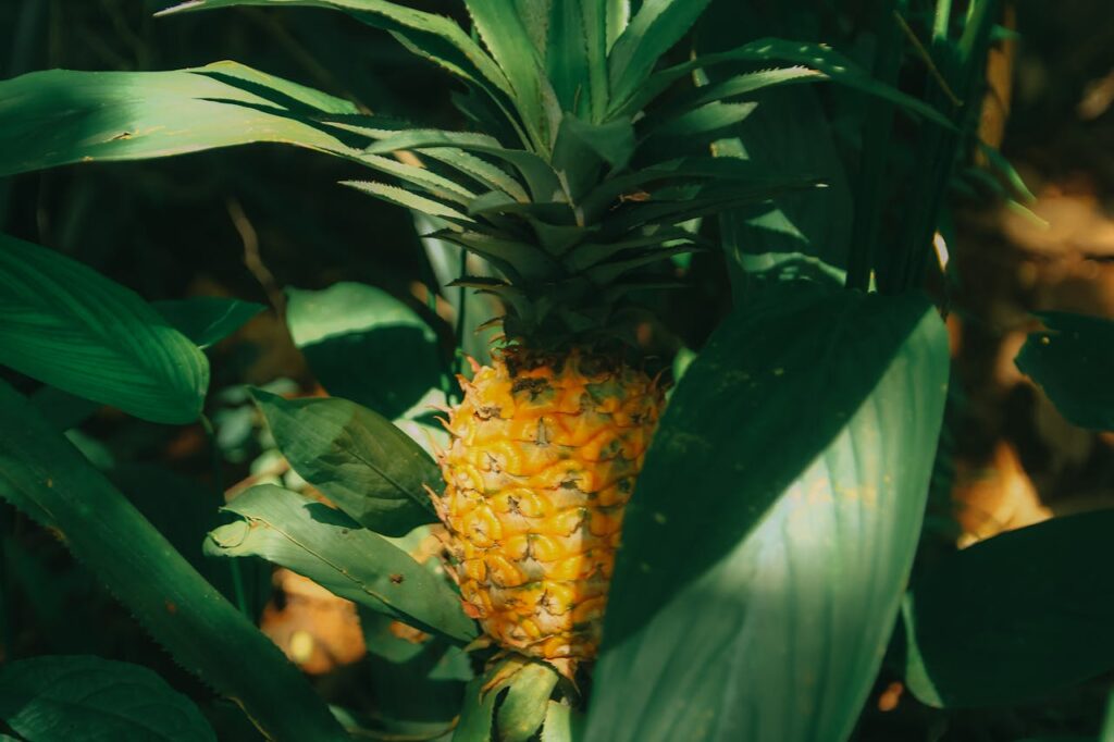 pexels-photo-1206597 Close-Up Photography of Pinepapple